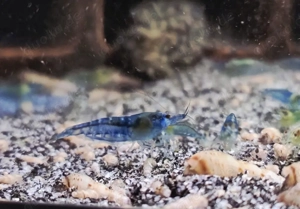 Blue Jelly Zwerggarnelen Garnelen Neocaridina davidi 