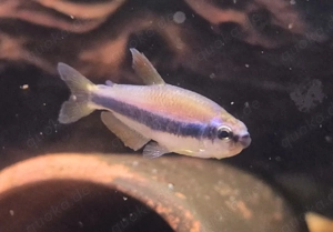 Blauer Königssalmler Inpaichthys kerri