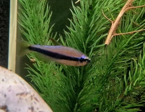 Blauer Königssalmler Inpaichthys kerri Bild 3
