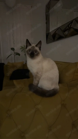Siam BKH katzen