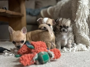 Registrierte NKK-Chihuahua-Welpen