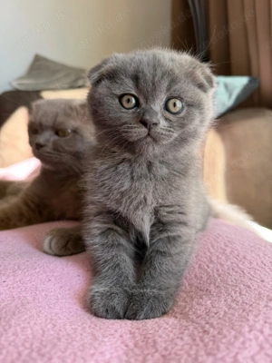 Britisch Kurzhaar Kätzchen