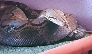 Netzpython (0,1 4,50m+)