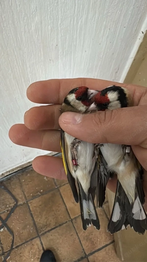 stieglitz paar zu verkaufen 