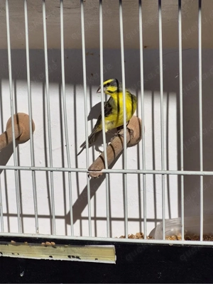 2.0 Mosambikgirlitz Girlitz Hähne  Bild 3