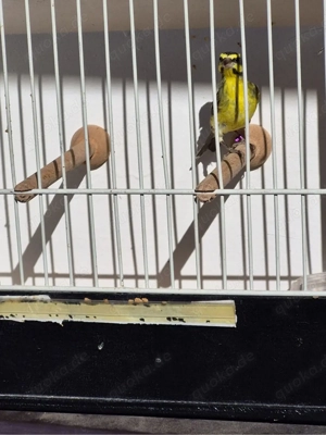 2.0 Mosambikgirlitz Girlitz Hähne  Bild 2