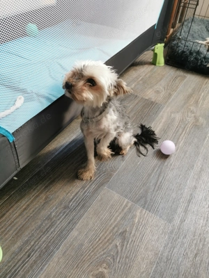 Kleine Maus abzugeben