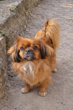 Momo sucht sein Zuhause