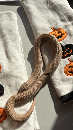 Hakennasennatter Weibchen Superarctic Superconda het Albino 66%ph Axanthic