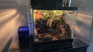 Pfeilgiftfrösche legendes Zuchtpaar mit Terrarium und Papieren 