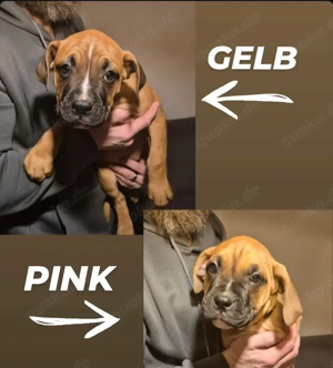 Boxer x Staffi Welpen