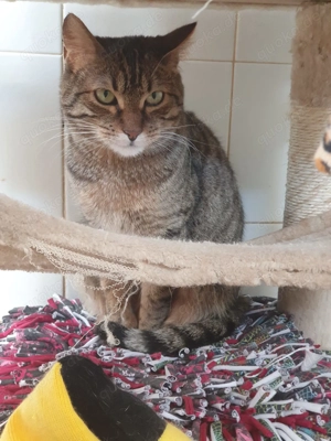 Wendy sucht ihr Zuhause - Einzelkatze, ruhiger Haushalt