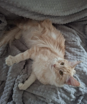 Deckkater Maine Coon Creme Silver Classic Tabby Bild 2
