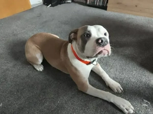 amerikanische bulldogge zu verkaufen