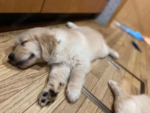 Welpen, Golden Retriever