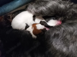 Westhighland Biewer Yorkshire Welpen