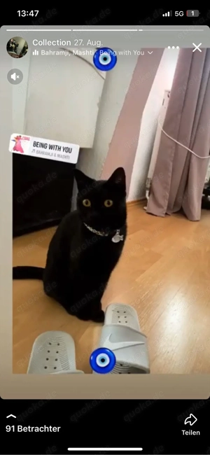 Gesucht: Bombay Katze