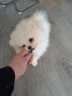 pomeranian zwergspitz mini