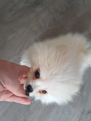 pomeranian zwergspitz mini