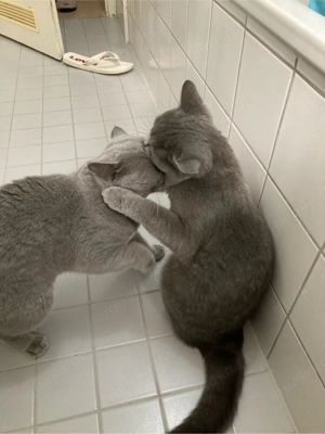 BKH Katzen,pärchen mit Stammbaum und zwei Babys sind im not 