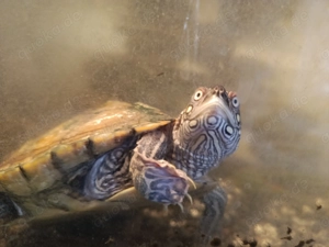 Schildkröte abzugeben 