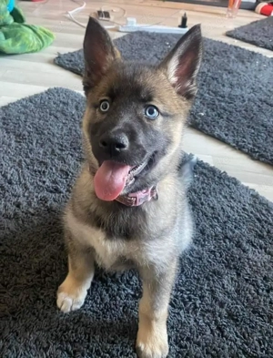   Blue-Eyed Shepherd Mix Puppy   Spielhaft, intelligent und bereit für ein liebevolles Zuhause!   