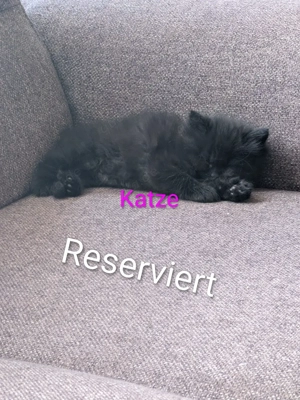 Süße Main Coon - Persa mix Kitten 