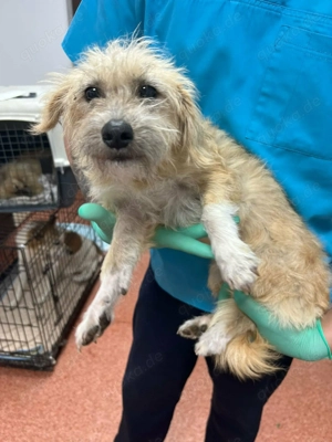 ISA - kleine Straßenkämpferin sucht großes Glück