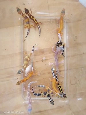 junge Leopardgeckos zu verkaufen