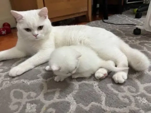   Britisch Kurzhaar GCCF     Ab dem 7. März können Sie Ihre Katze besichtigen und in Ihr neues Zuhau