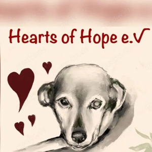 Susi, eine wunderschöne Hündin sucht ihre Menschen Bild 8