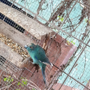 Ziegensittiche Hahn und Henne