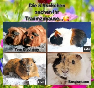 5 Meerschweinchen Böckchen suchen ihr Traumzuhause