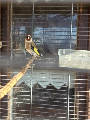 Stieglitz Europäische Stieglitz 