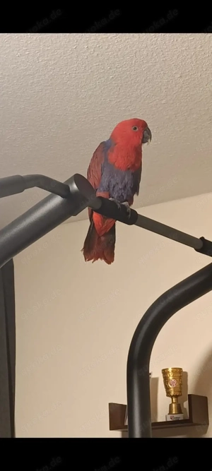 Edelpapagei (rot), ca. 10 Monate, sehr zahm