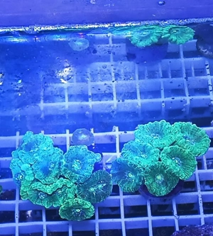 Verschiedene Korallen Ableger