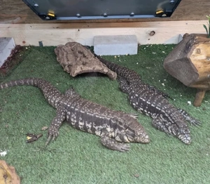 Argentinische Tejus 2st.