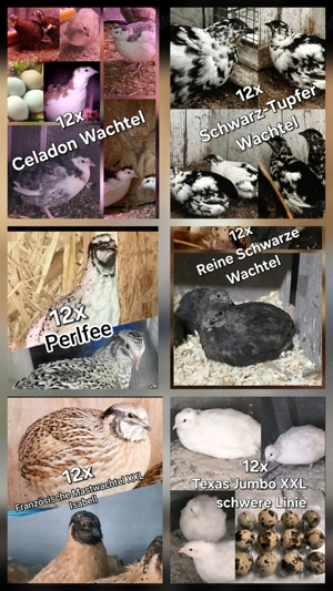 Wachtel Tagesküken von verschiedene Wachteln 