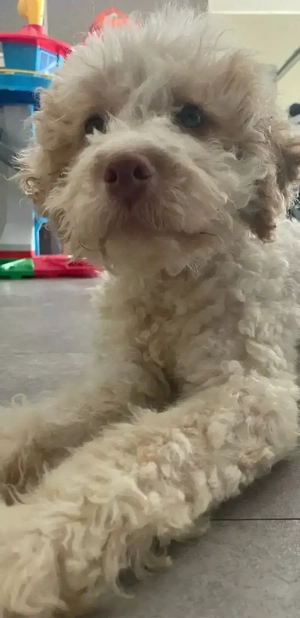 maltipoo kleinpudel welpe 4 monate rüde 
