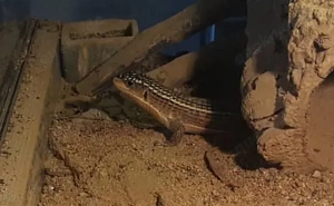 Streifen Schildechse 