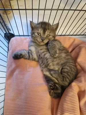 Bkh baby reservieren black und golden tabby süss mädels 