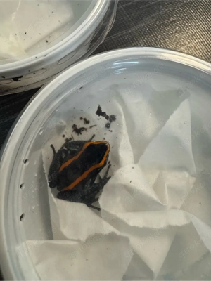 Gestreifte Blattsteiger (Phyllobates vittatus)