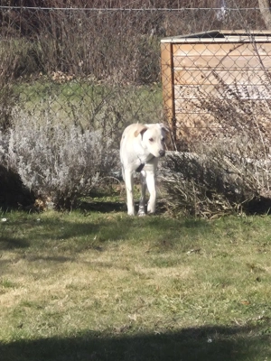 9m alter rüde   kastriert 