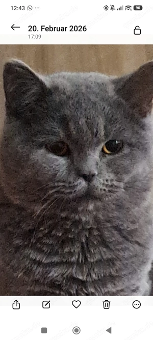 Bkh Kater in der Farbe blue 