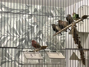 Wunderschöne Tigerfinken, Senegal Amaranten und Gemalte Amadinen