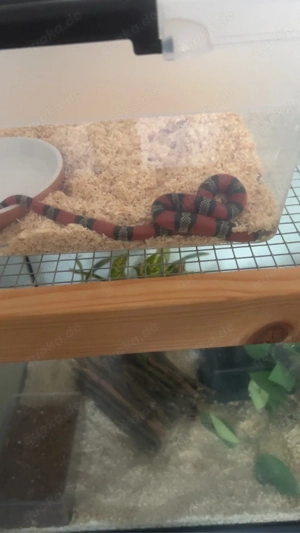 Dreiecksnatter Lampropeltis Triangulum Bild 3