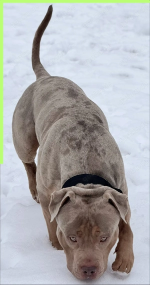 HD-ED frei   TOP XL-XXL ABKC American Bully Tricolor-Merle-Lilac Deckrüde