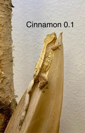 Kronengecko Correlophus ciliatus diverse Morphen