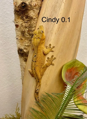 Kronengecko Correlophus ciliatus diverse Morphen