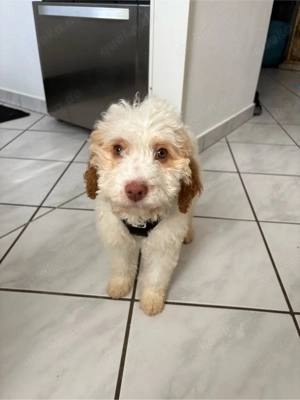 kleinpudel welpe 4 monate 